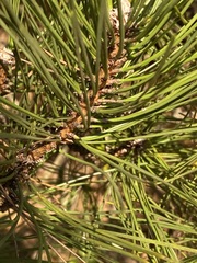 Pinus