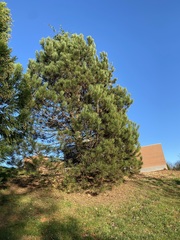Pinus