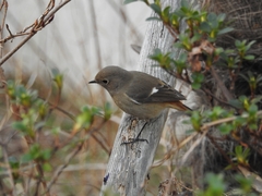 Phoenicurus auroreus