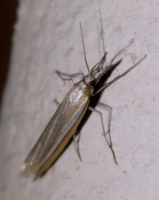 Caffrocrambus chalcimerus