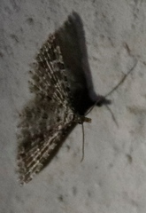 Alucita spicifera