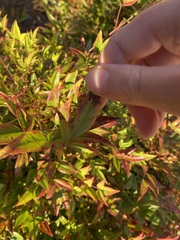 Nandina