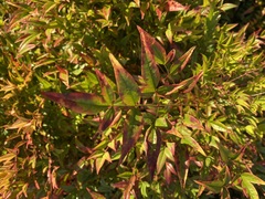 Nandina