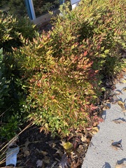Nandina