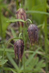 Fritillaria maximowiczii