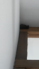 Molossidae