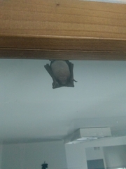 Molossidae