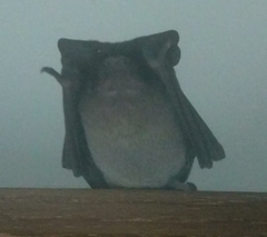 Molossidae