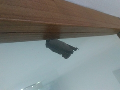 Molossidae