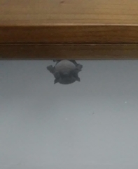 Molossidae