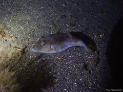 Canthigaster capistrata