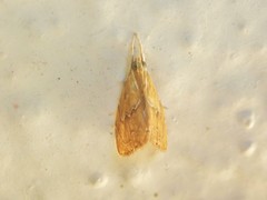 Glaphyria peremptalis
