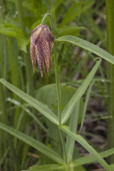 Fritillaria maximowiczii