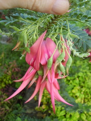 Clianthus puniceus