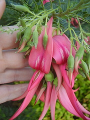 Clianthus puniceus