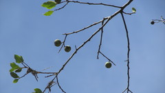 Cryptocarya latifolia