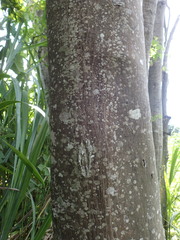 Cryptocarya latifolia