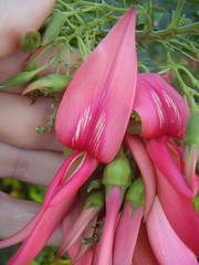 Clianthus puniceus