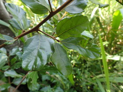 Cryptocarya latifolia