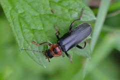 Cantharis annularis