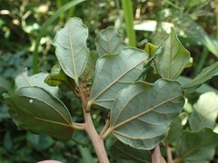 Cryptocarya latifolia