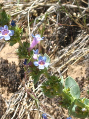 Penstemon nitidus