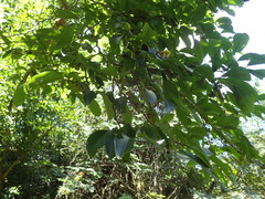 Margaritaria discoidea