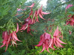Clianthus puniceus