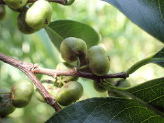 Margaritaria discoidea