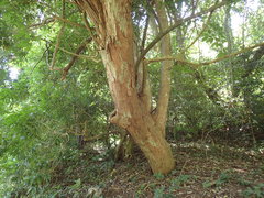 Margaritaria discoidea