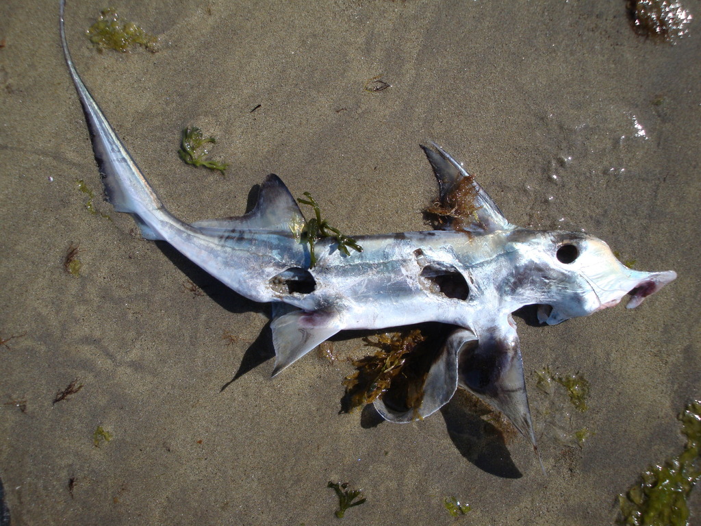 American Elephantfish