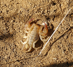 Euscorpius balearicus