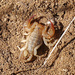 Balearic Small Wood-Scorpion - Photo (c) Tomeu Bosch, some rights reserved (CC BY-NC), uploaded by Tomeu Bosch