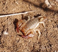 Euscorpius balearicus