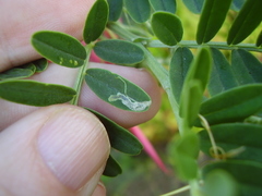 Liriomyza clianthi
