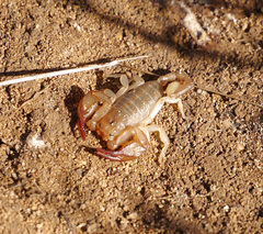Euscorpius balearicus