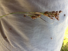 Rhynchospora brownii