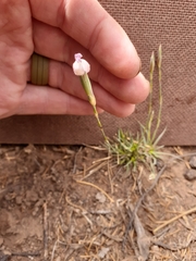 Dianthus micropetalus