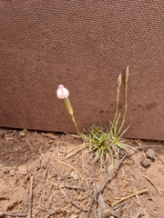 Dianthus micropetalus