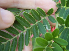Liriomyza clianthi