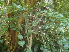 Ehretia rigida silvatica