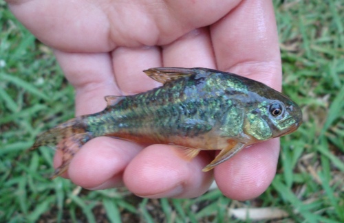 Hoplisoma paleatum