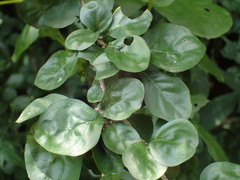 Ehretia rigida silvatica