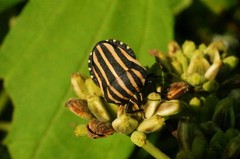 Graphosoma rubrolineatum