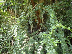 Ehretia rigida silvatica
