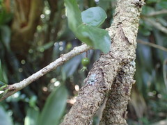 Ehretia rigida silvatica