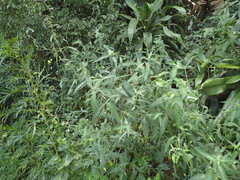 Rhinacanthus gracilis latilabiatus