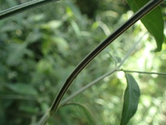 Rhinacanthus gracilis latilabiatus