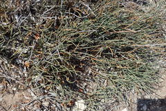 Hypodiscus procurrens