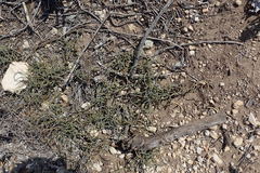 Hypodiscus procurrens